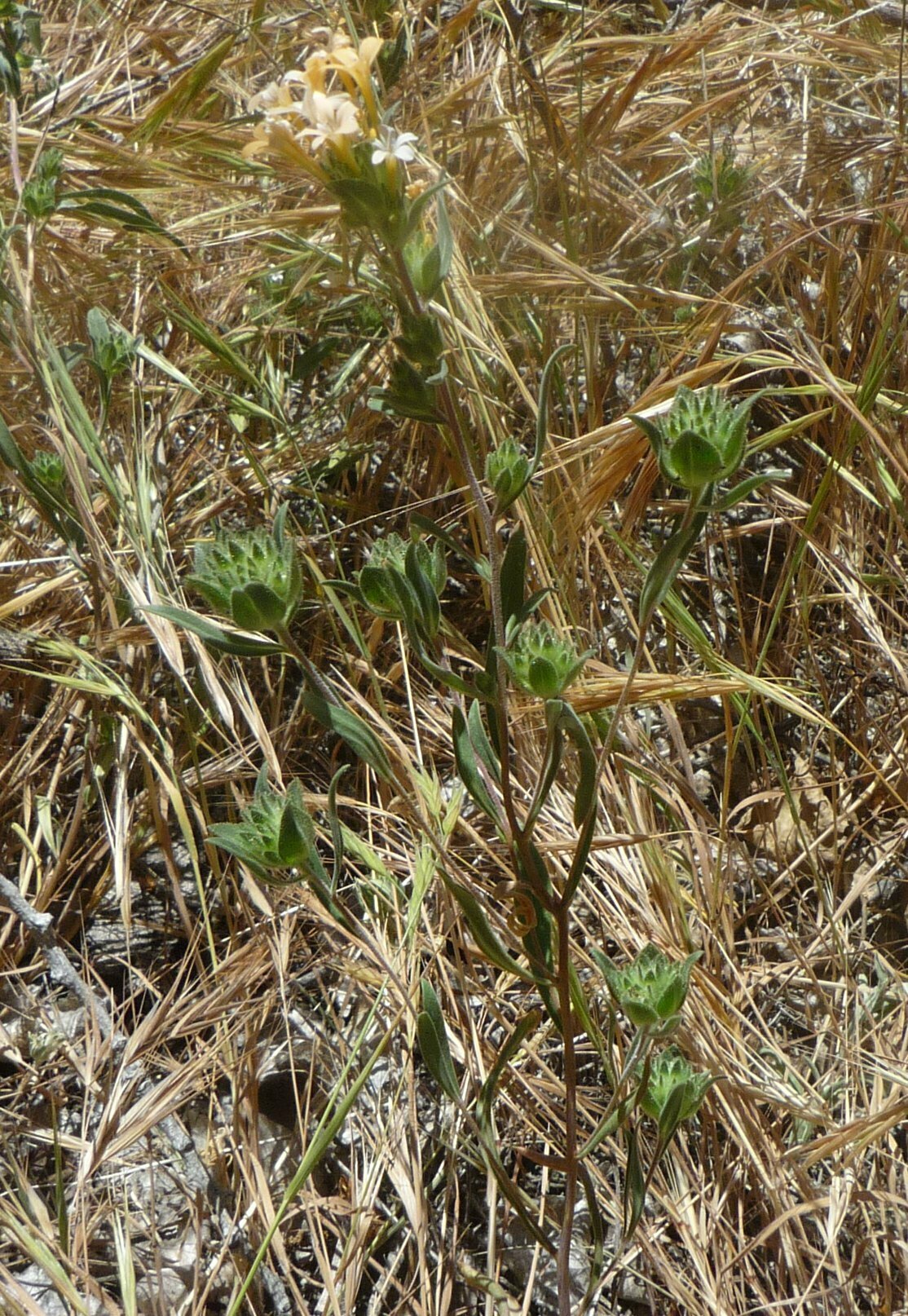 High Resolution Collomia grandiflora Plant